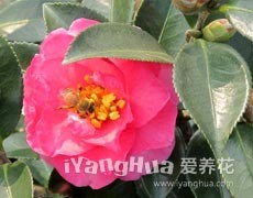 茶梅圖片大全