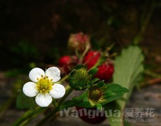 草莓圖片大全