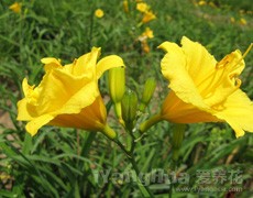 萱草圖片大全