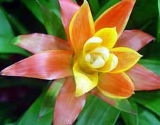 彩葉鳳梨圖片大全