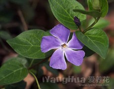長春蔓圖片大全
