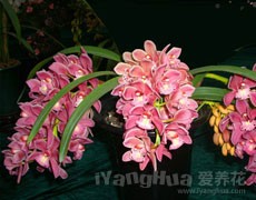 大花蕙蘭圖片大全
