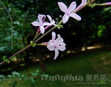 丁香圖片大全