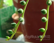 翡翠珠圖片大全