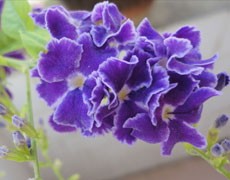非洲紫羅蘭圖片大全