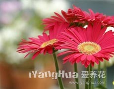 非洲菊?qǐng)D片大全