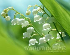 風(fēng)鈴草圖片大全