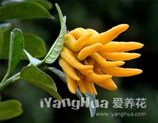 佛手圖片大全