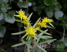 佛甲草圖片大全
