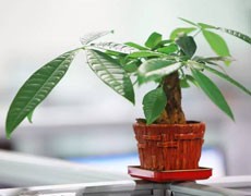 發(fā)財(cái)樹圖片大全