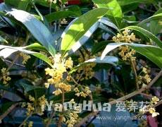 桂花圖片大全