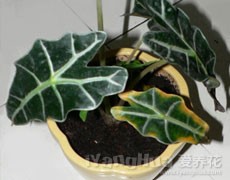 觀音蓮圖片大全