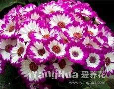 瓜葉菊圖片大全
