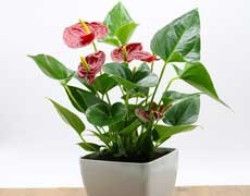 火鶴花圖片大全