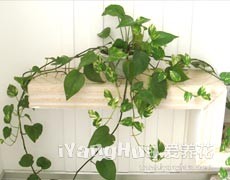黃金葛圖片大全