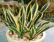 虎尾蘭圖片大全
