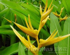 鶴望蘭圖片大全