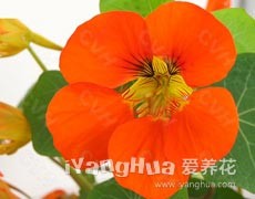 旱金蓮圖片大全