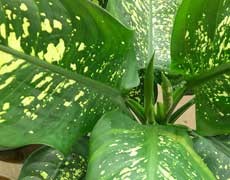 花葉萬年青圖片大全