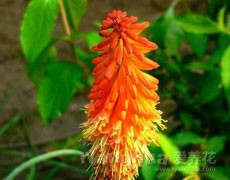火炬花圖片大全