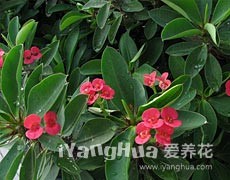 虎刺梅圖片大全