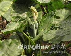 海芋圖片大全