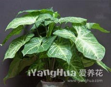 合果芋圖片大全