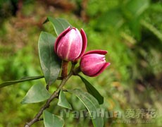 含笑圖片大全
