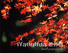 紅楓圖片大全