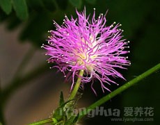 含羞草圖片大全