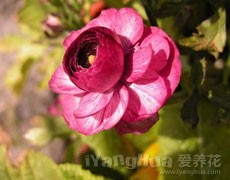 花毛茛圖片大全