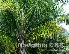 皇后葵圖片大全