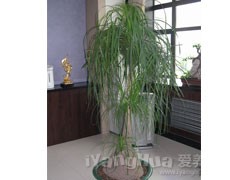 酒瓶蘭圖片大全