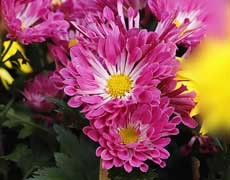 菊花圖片大全