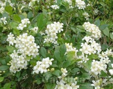 九里香圖片大全