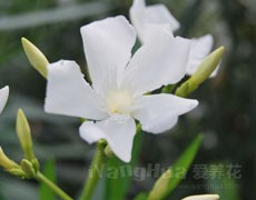 夾竹桃圖片大全