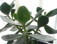 景天樹圖片大全