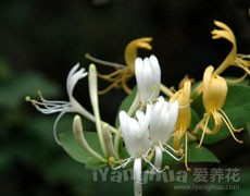 金銀花圖片大全