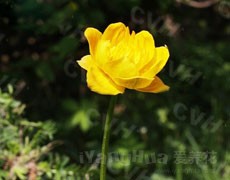 金蓮花圖片大全