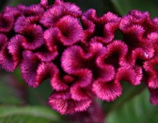 雞冠花圖片大全