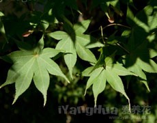 雞爪槭圖片大全