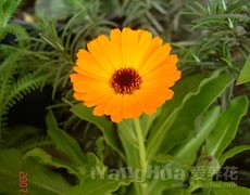金盞菊?qǐng)D片大全