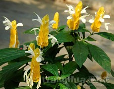 金苞花圖片大全