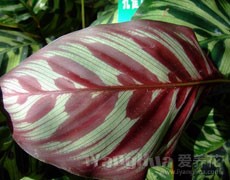 孔雀竹芋圖片大全