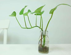 綠蘿圖片大全