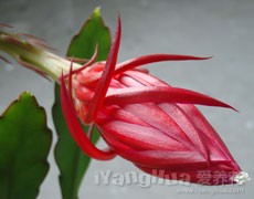 令箭荷花圖片大全