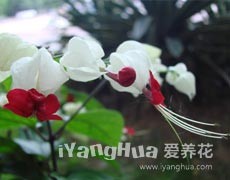 龍吐珠圖片大全