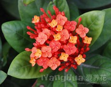 龍船花圖片大全