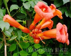 凌霄花圖片大全