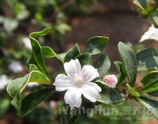 六月雪圖片大全
